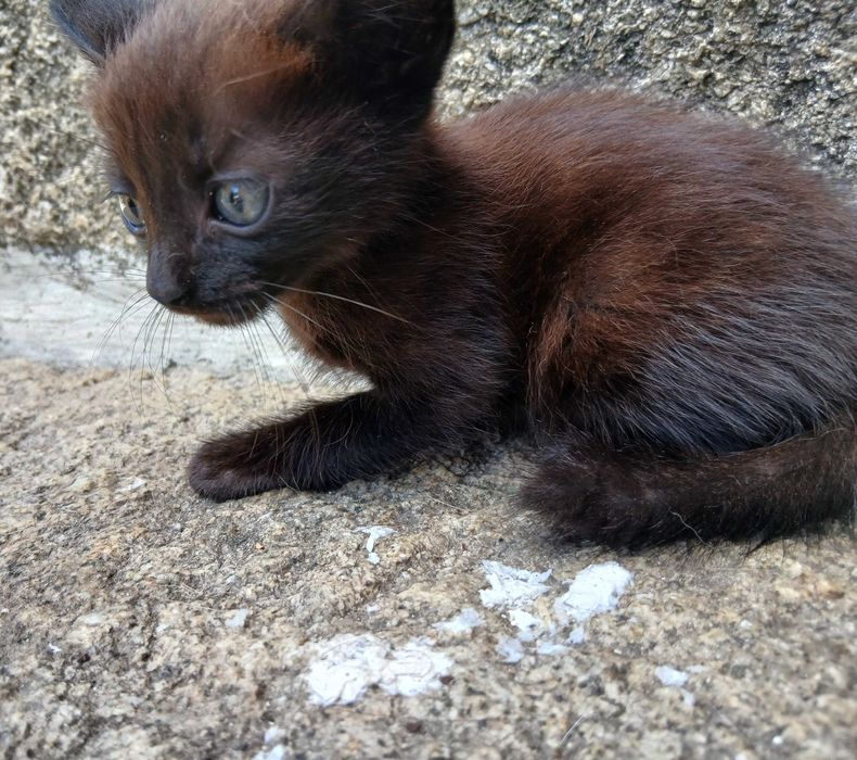 Adocao gatos bebes