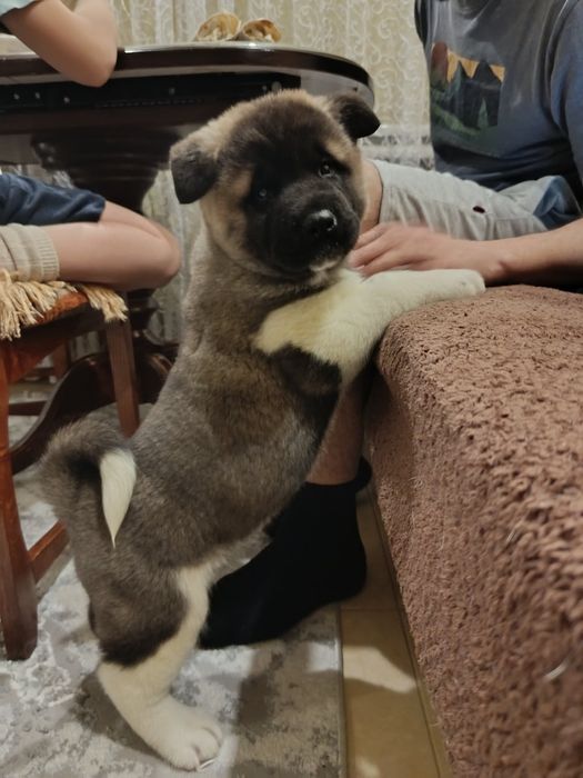 Акіти діти хлопчики і дівчатка