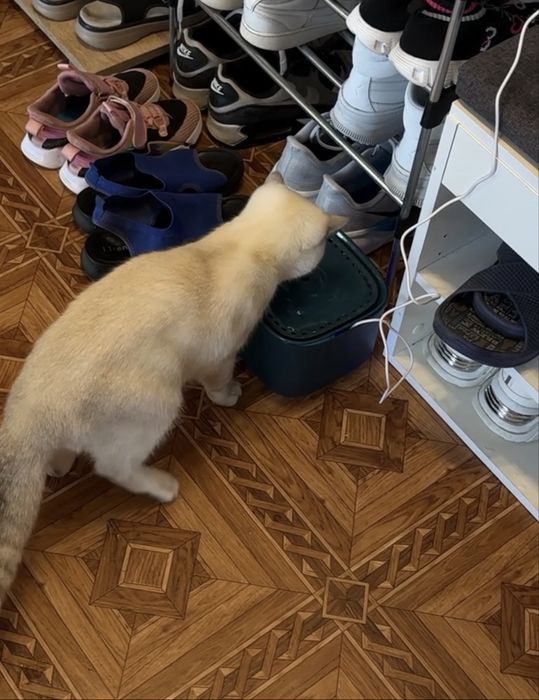 Фонтан для котика