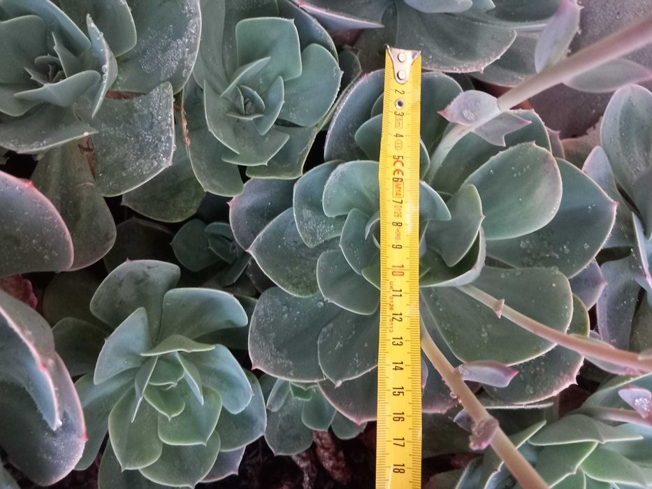 Lote de cinco rosetas grandes de suculenta