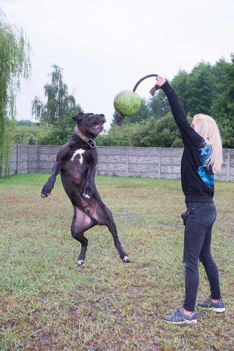 TYSON w typie cane corso do adopcji