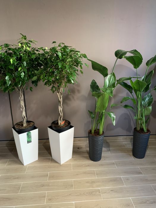 Продам рослини в ресторан, офіс чи готель