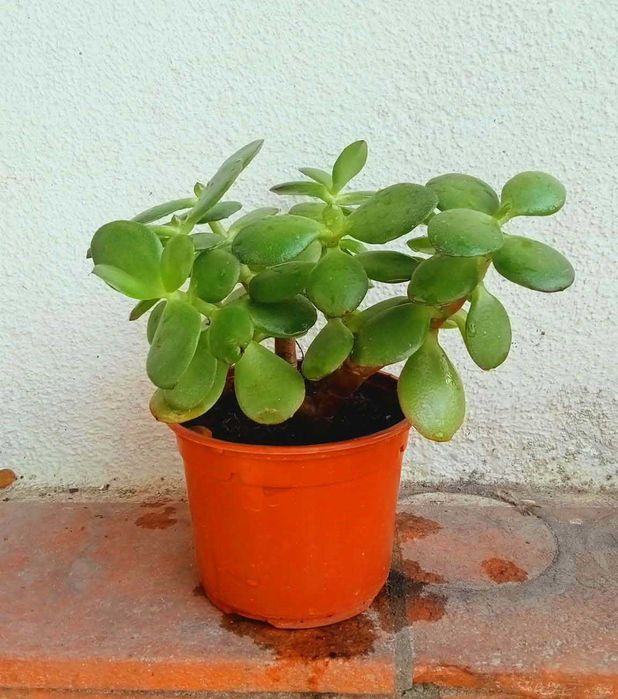 Planta de Jade – Crassula Ovata