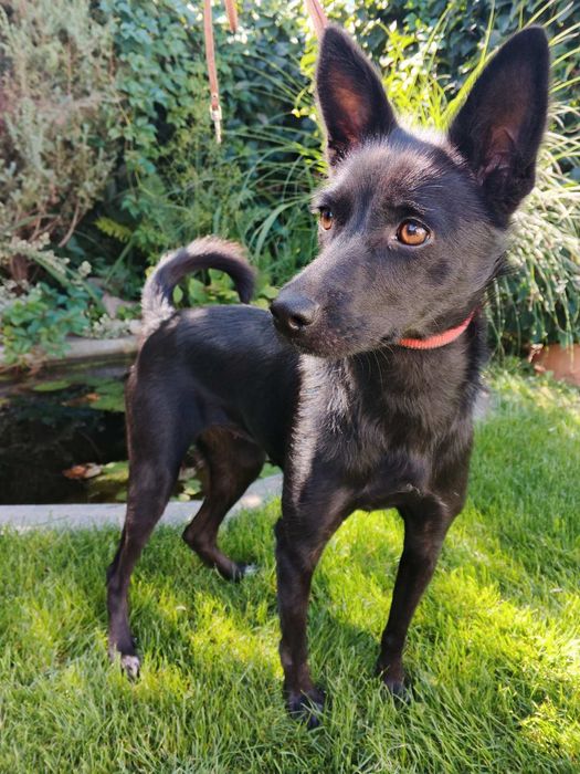 Шукає дім молода стерилізована красуня