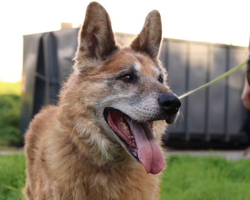 Pako szuka domu na resztę swojego życia!