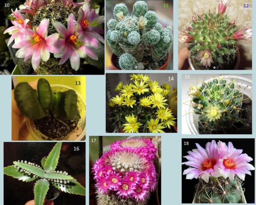 Кактуси, сукуленти для флораріума, мамілярія, гімнокаліціум+ подарунок