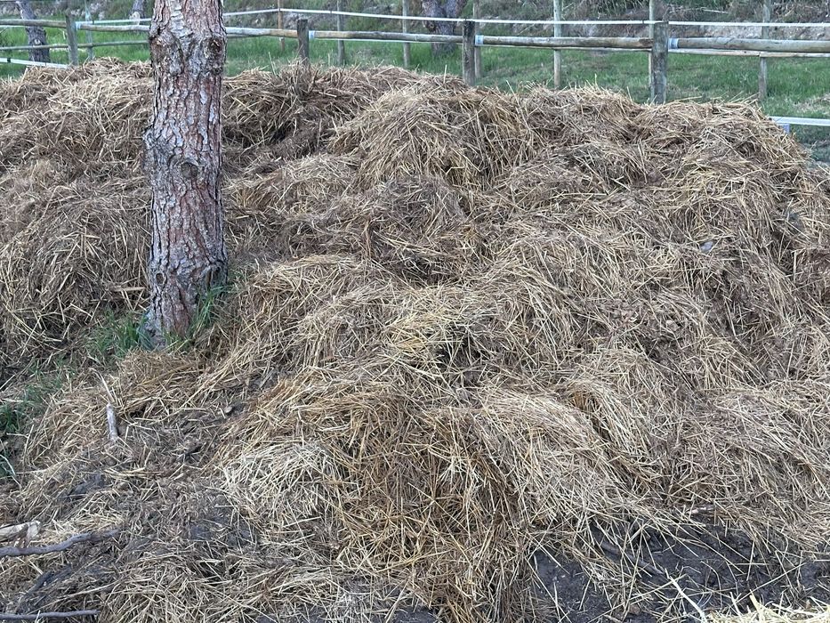 Estrume de cavalo