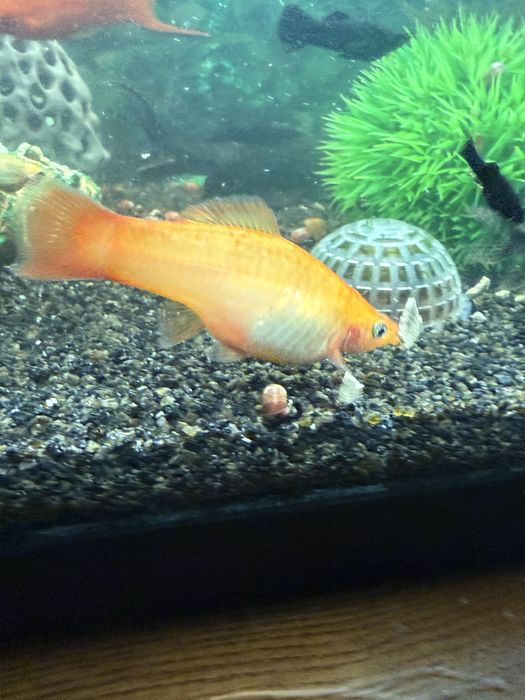 Peixes mollys e espadas
