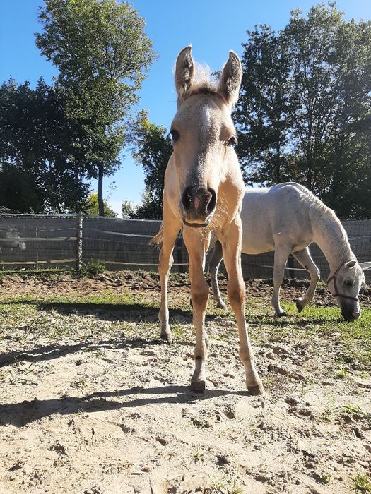 Aqh bułany ogierek Quarab arab izabelowaty