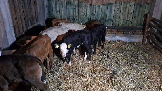 Sprzedam cielaki mięsne byki jalowki Ujście dostaw cała Polska w cenie