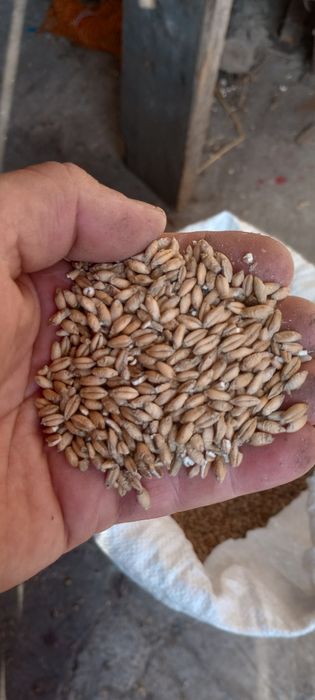 Pszenżyto grube ziarno