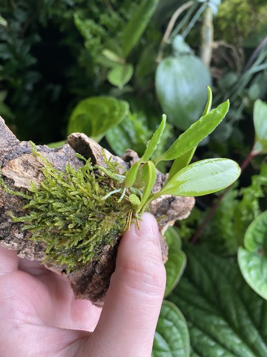 Мініатюрна орхідея Bulbophyllum saltatorium var, albociliatum