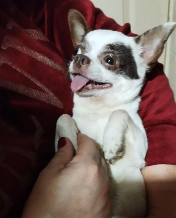 Chihuahua miniaturowa suczka