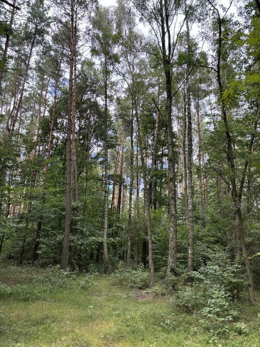 Działka lesna na sprzedaz