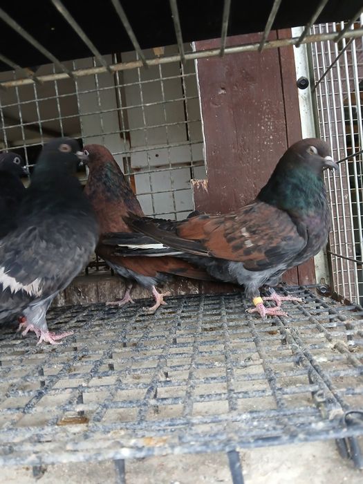 Gołębie kierowogradzkie