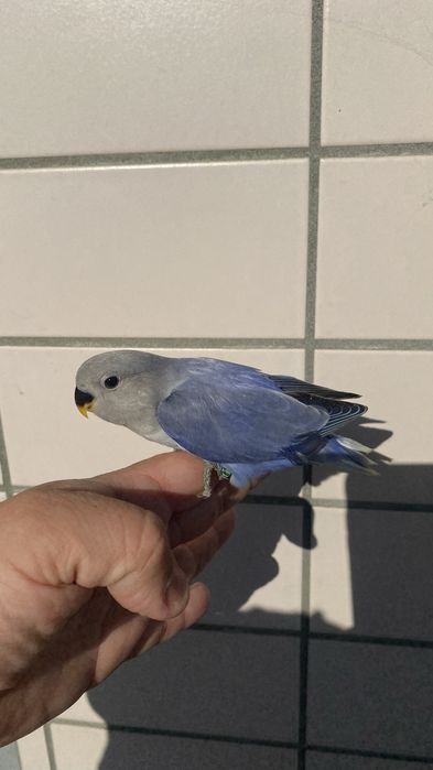 Agapornis domesticado