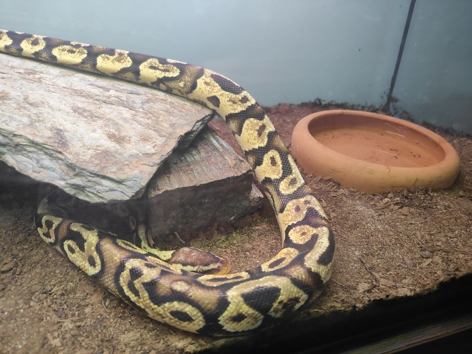 Akwarium 240 litrów