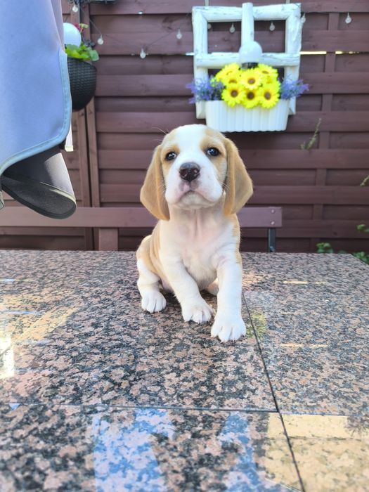 Beagle Frodo odbior sierpień/wrzesień