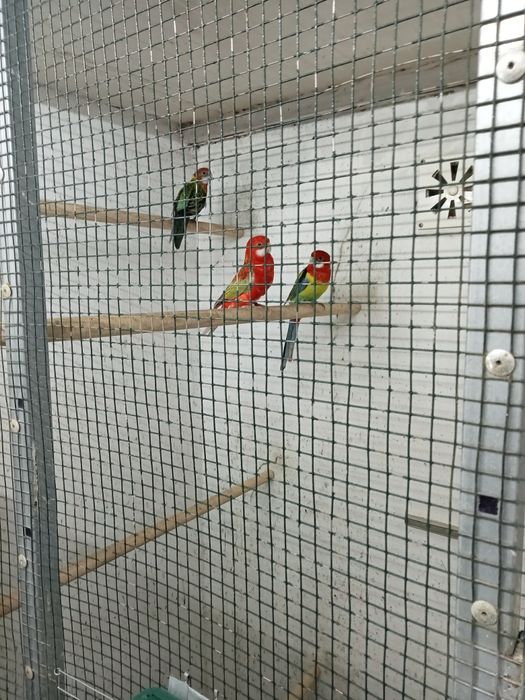 Roselas penantes para ceder