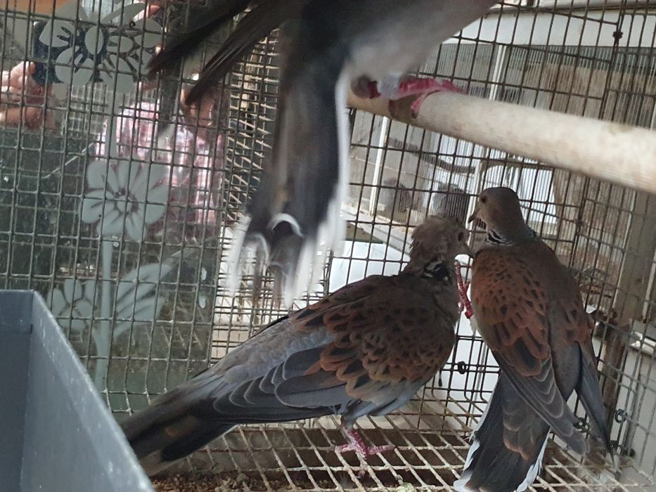 Rolas Streptopelia turtur  casal do ano 2025 com certificado sexagem