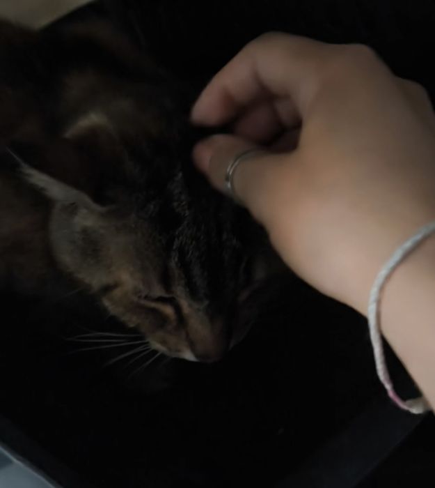 Adoção ou acolhimento para não voltar para a rua :( Gata JOVEM e MEIGA