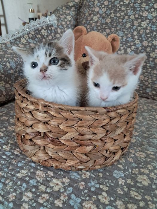 Кошенята в добрі руки