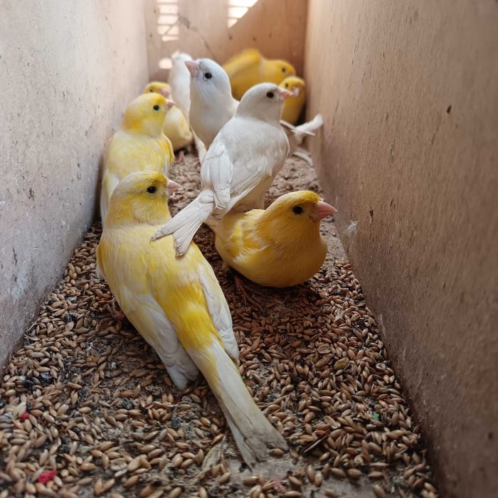 Canários de 2025 anilhados