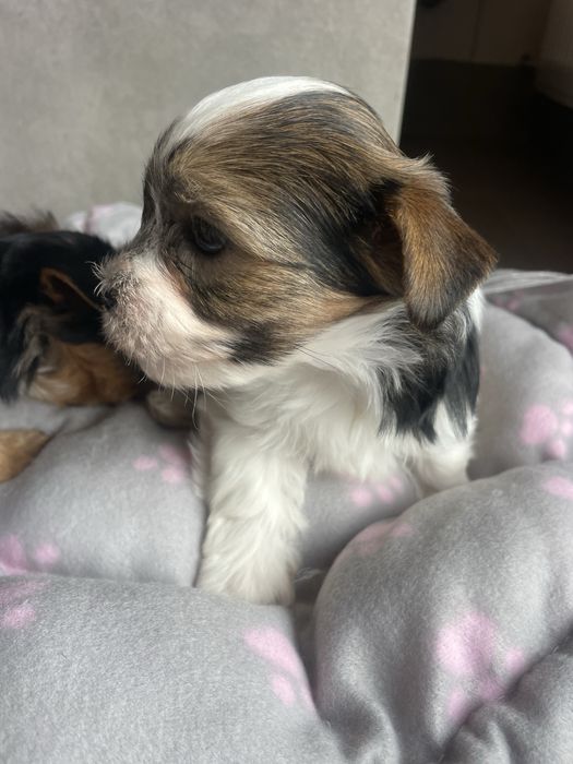 Flapi Tricolor Yorkshire Terrier piesek