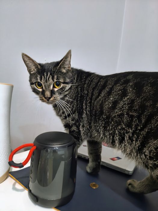 Oddam w dobre ręce 3-letnią kotkę Lilę