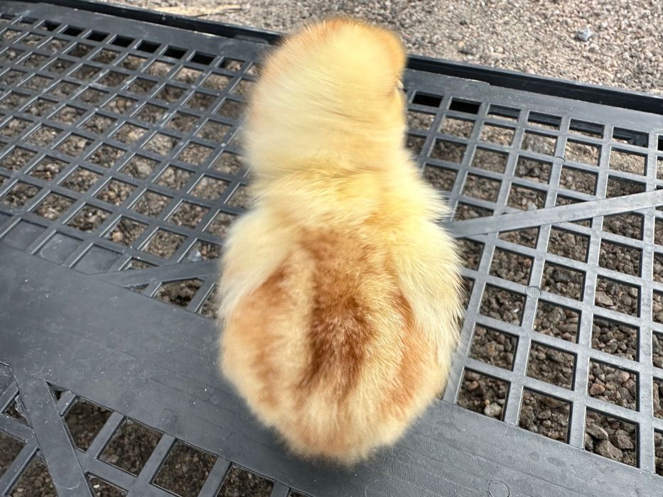 Курчата Птиця Циплята Несушка Ломан Браун Сенді Півники Півні Півень