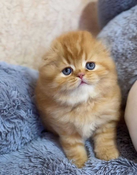 Скотіш-фолд рижий хлопчик