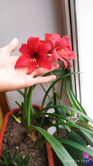 Продам квартирну лилию