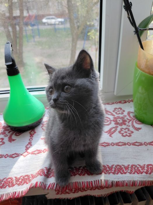 Скотиш страйт девочка