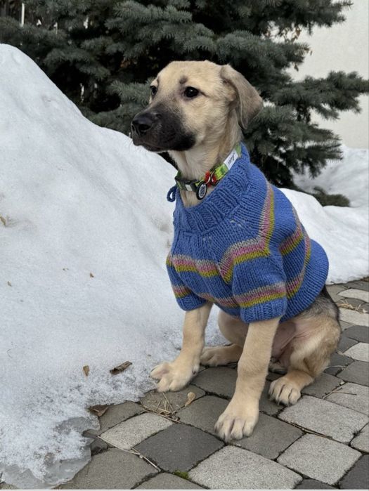 Щенок, цуценя, собачка
