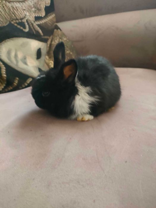 Piękne króliczki miniaturki