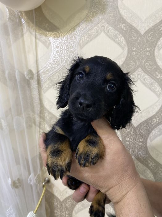 Довгошерсті таксята, довгошерста чорна такса, цуценя такси