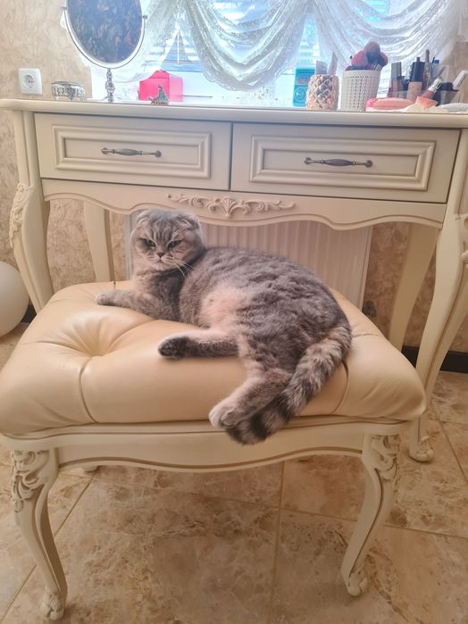 Віддам в добрі руки шотландська веслоуха