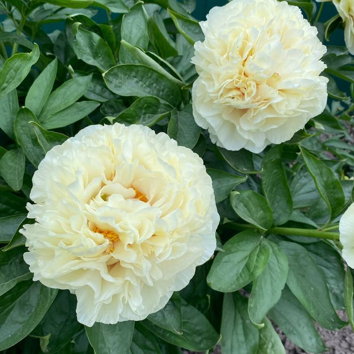 Пион Lemon Chiffon