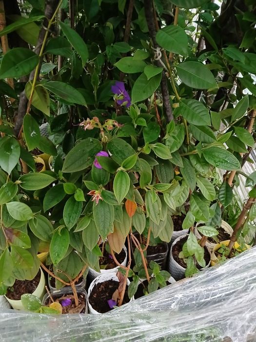 Tibouchina urvilleana