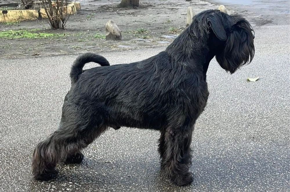 Цвергшнауцер. Доступне бронювання щенків