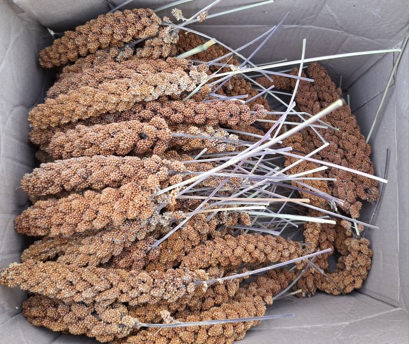 Чуміза і просо в колосках 2025 урожай