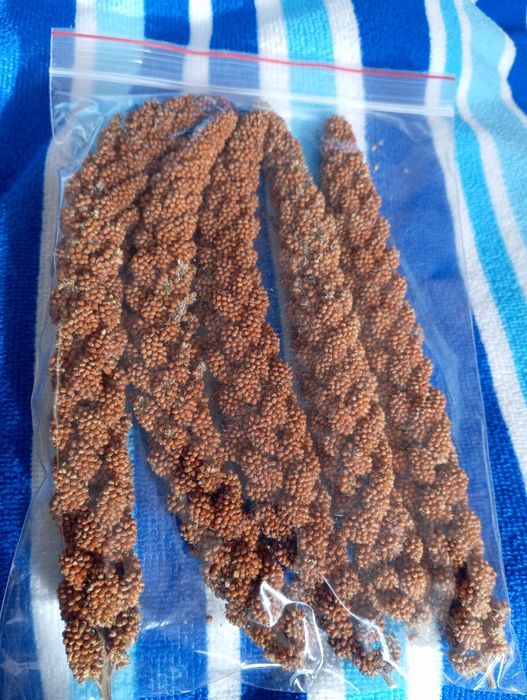 Чуміза для гризунів і папуг