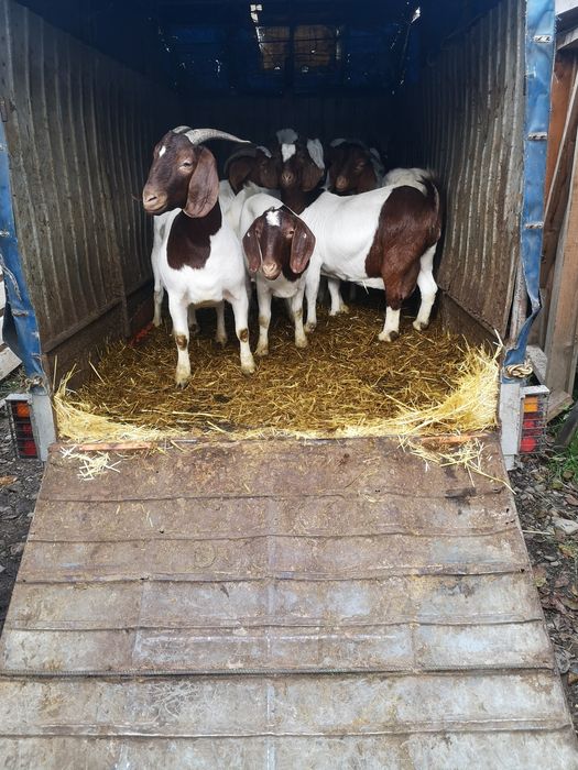 Доставка животных, (ВРХ,КРС, корова, свиньей, овец, коня, коза)