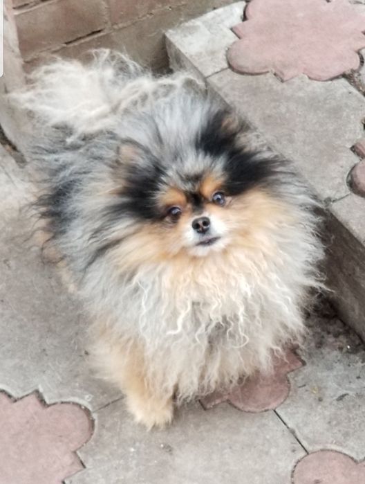 Вязка !Мальчик померанский шпиц