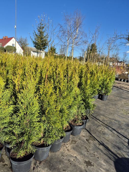 Thuja smaragd/tuja szmaragd  ok.70cm