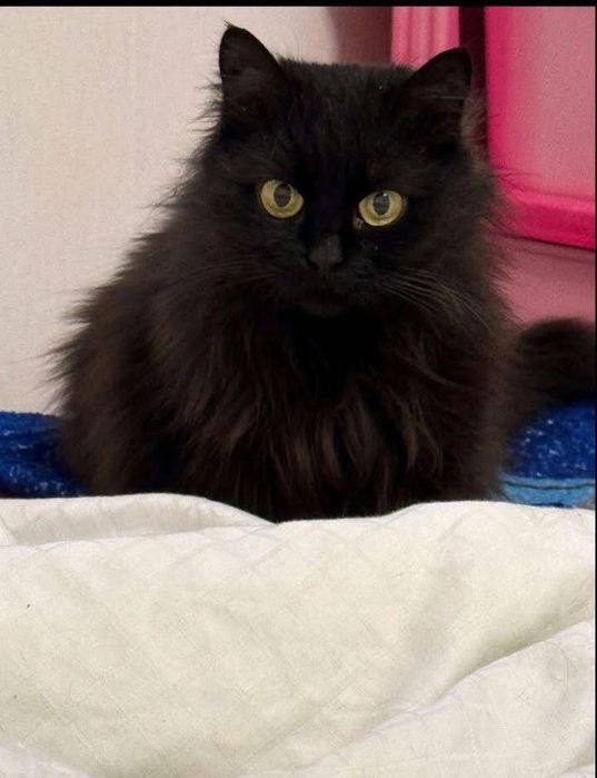 Хлопчик і дівчинка шукають дім