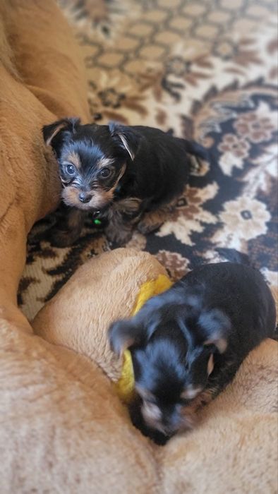 Продаються цуценята міні Йоркшир-терєр