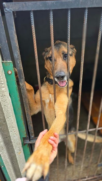 Joko spokojny pies do adopcji