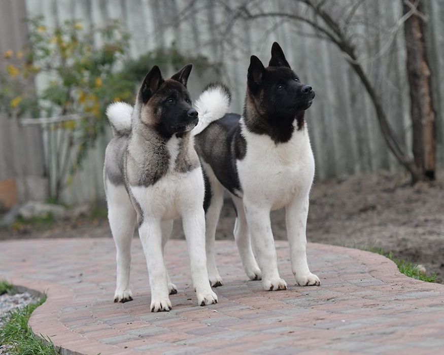 Девочка американской Акиты