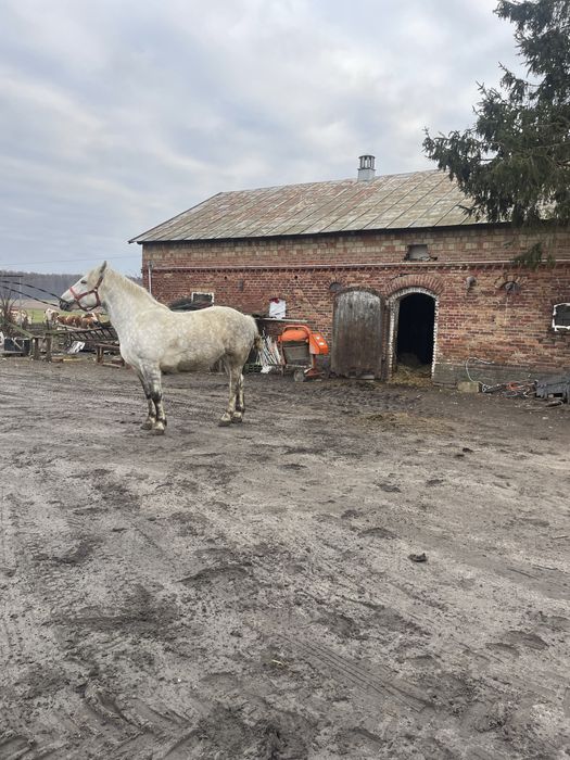 Witam sprzedam klacze